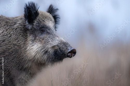 Photos Wild boar close up ( Sus scrofa )