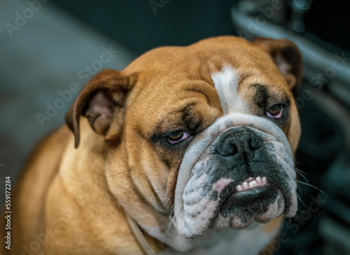 english bulldog portrait © Jurand