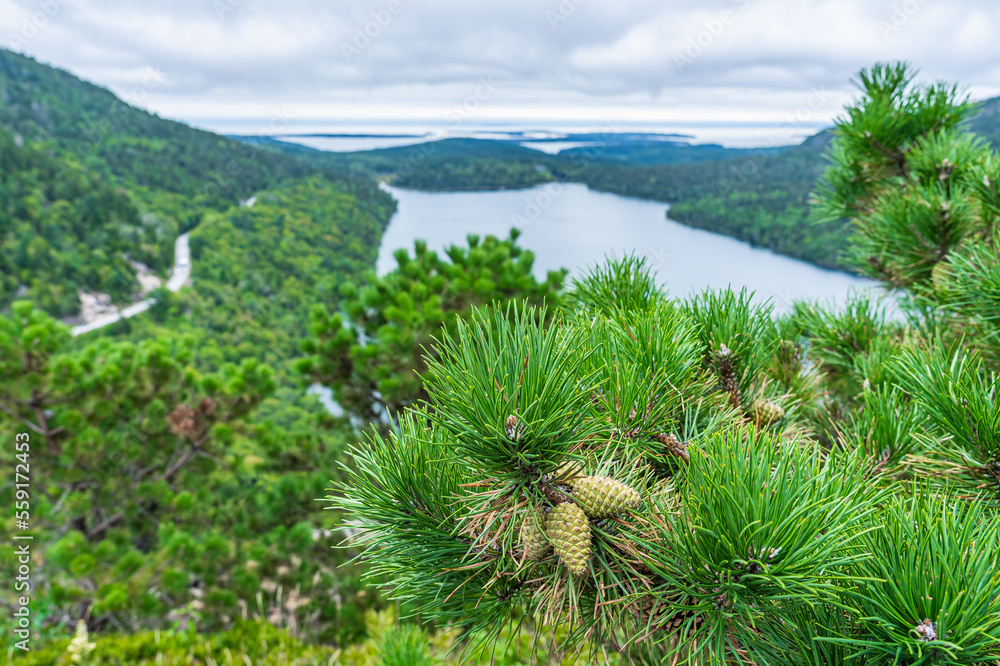 Pine branch with cones on the background of the lake in the Acadia National Park. North Atlantic coast of the USA.