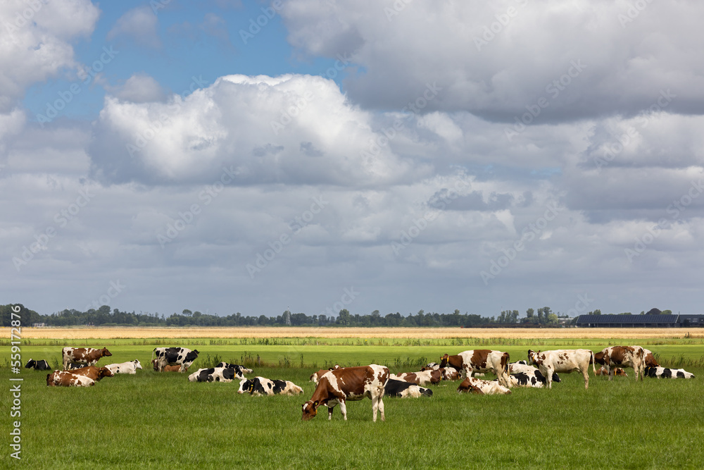 Obraz premium Dutch countryside in Groningen with cows and beautiful summer clouds
