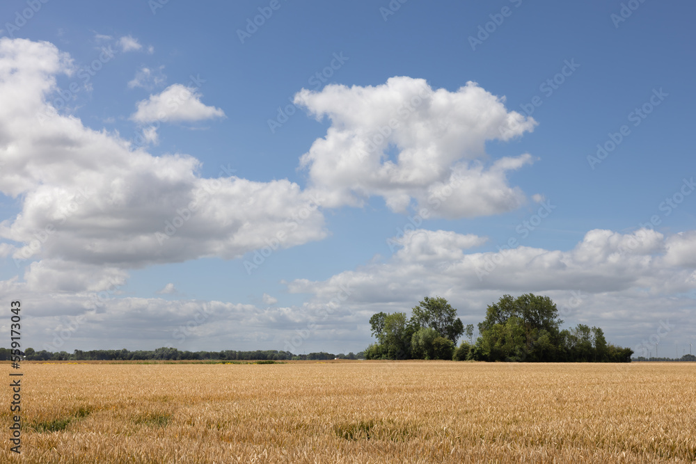 Dutch farmland in Groningen with corn field and ash trees