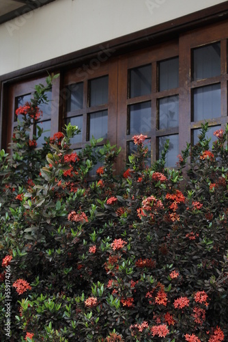 red flowers in front of the window of a humble man's house © Gabriel