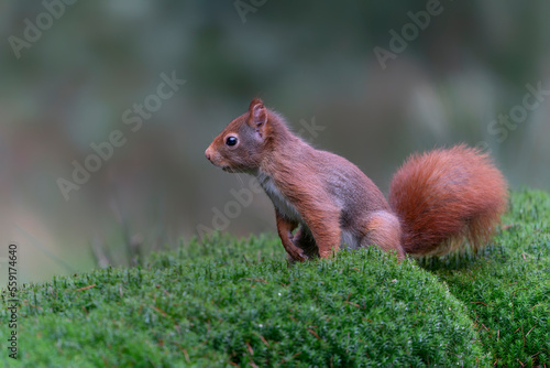 Eurasian red squirrel (Sciurus vulgaris) on the waterfront in the forest of Noord Brabant in the Netherlands.                      © Albert Beukhof