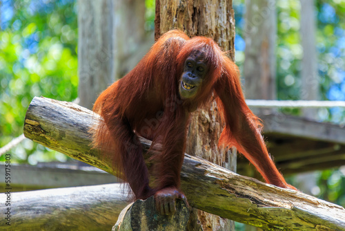 orangutans or pongo pygmaeus is the only asian great found on the island of Borneo and Sumatra photo