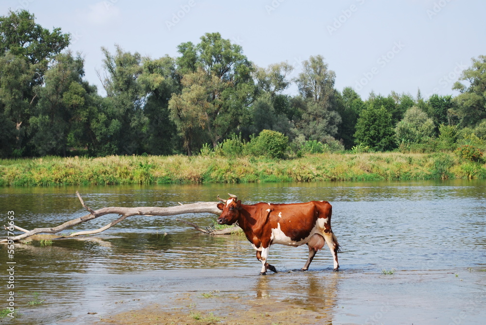Cow in the river Bug, Podlasie, Poland. Rural landscape Cow in the river Bug, Podlasie, Poland. Rural landscape