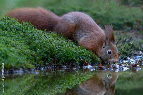 Cute and beautiful Eurasian red squirrel (Sciurus vulgaris) drinking water in a pool in the forest of Noord Brabant in the Netherlands. Reflection in the water. 