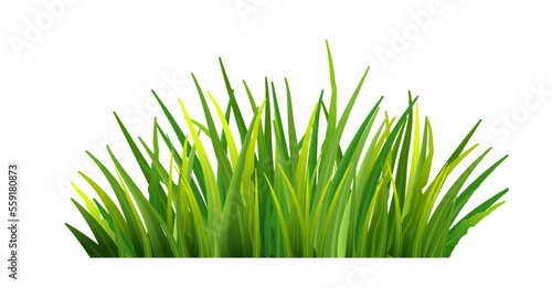Green grass leaves realistic isolated background. Spring or summer background. PNG,
