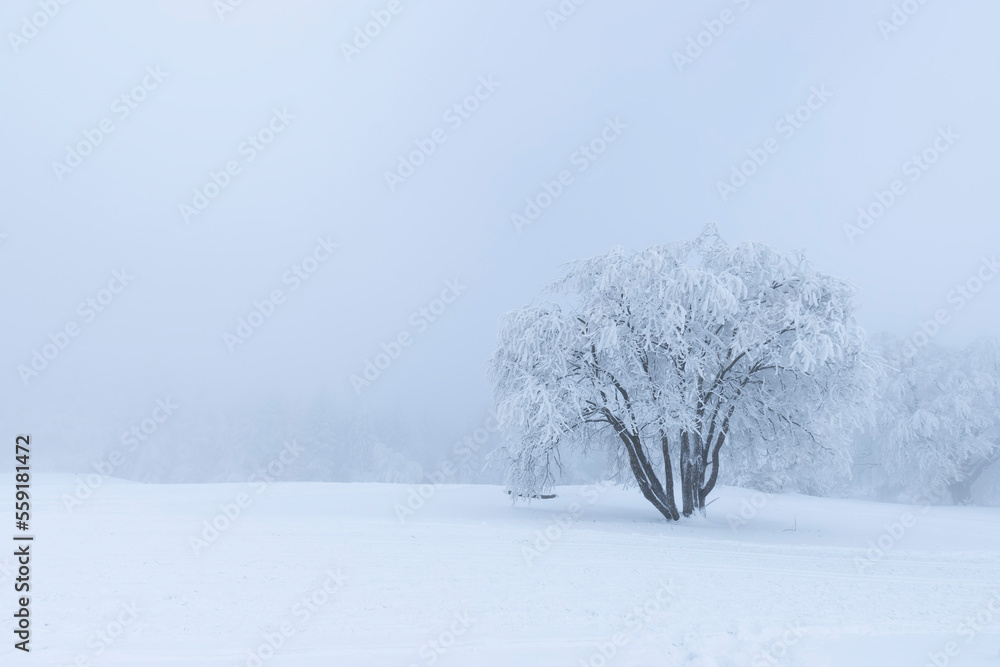 Fototapeta premium Krajobraz zimowy. Biały śnieg. Pejzaż górski. Zimowe zamrożone drzewo na górskiej polanie pełnej śniegu.