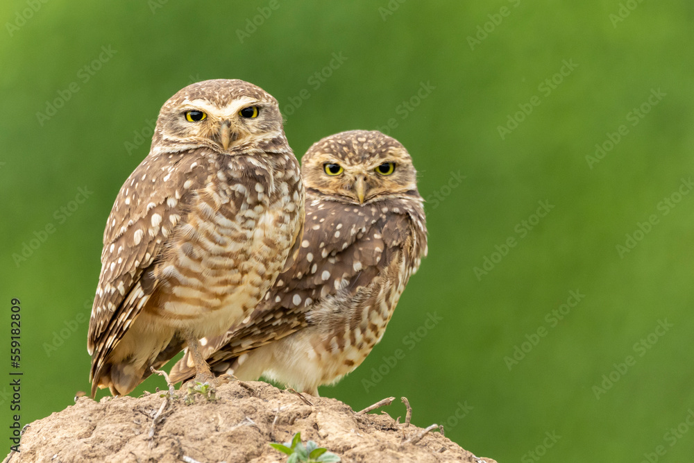 The couple of Burrowing Owl or Luck owl on top of a termite mound. Species Athene Cunicularia. The big yellow eyes of american owl. Bird lover. Birdwatching. Birding. The couple of Burrowing Owl or Luck owl on top of a termite mound. Species Athene Cunicularia. The big yellow eyes of american owl. Bird lover. Birdwatching. Birding.