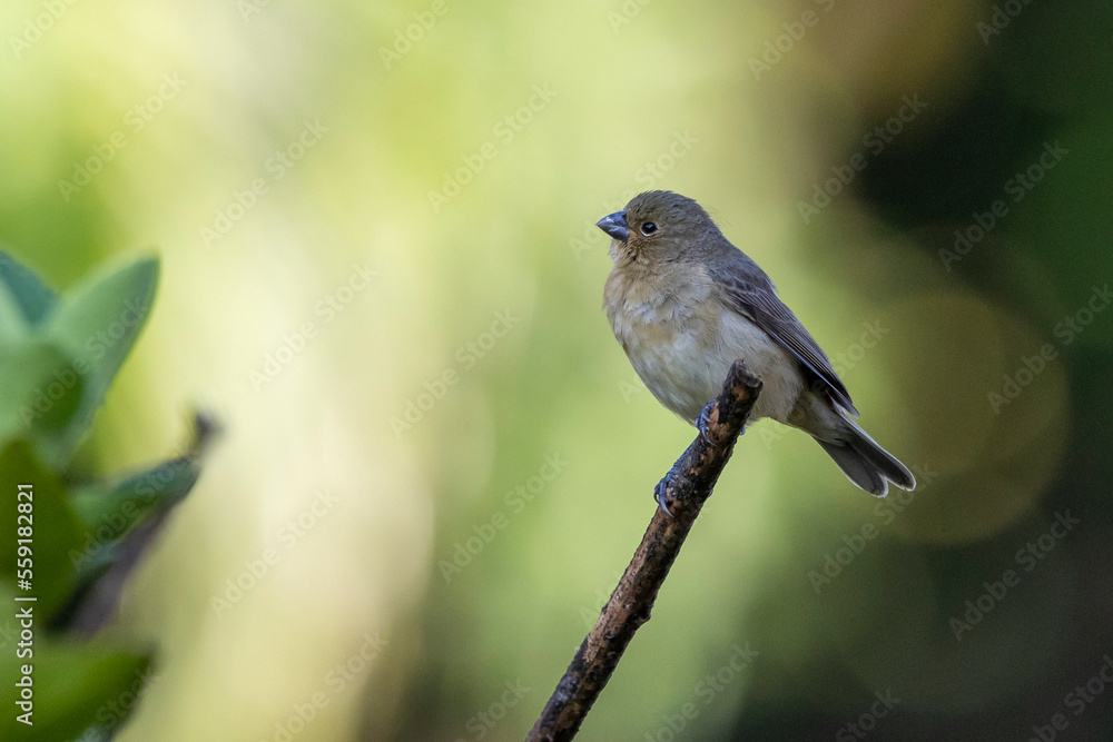 Fototapeta premium A Plumbeous Seedeater also know as Patativa perched on the branch. Species Sporophila plumbea. Birdwatching. Birding. Bird lover.
