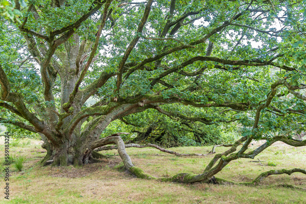 Old weeping oak tree covered with moss in Nature park Drouwenerzand at Hondsrug between the towns Gasselte and Drouwen in Drenthe province in The Netherlands