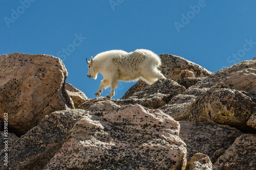 Goat Jumping on Rocks