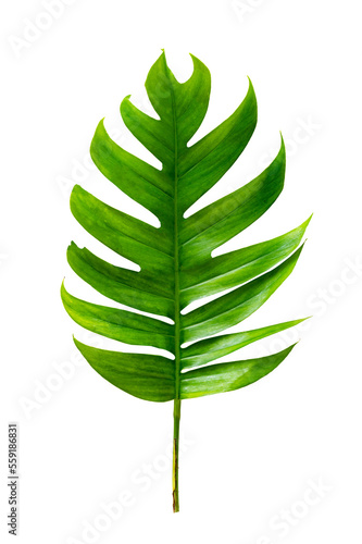 Fototapeta Naklejka Na Ścianę i Meble -  tropical jungle monstera leaves isolated on transparent background PNG file