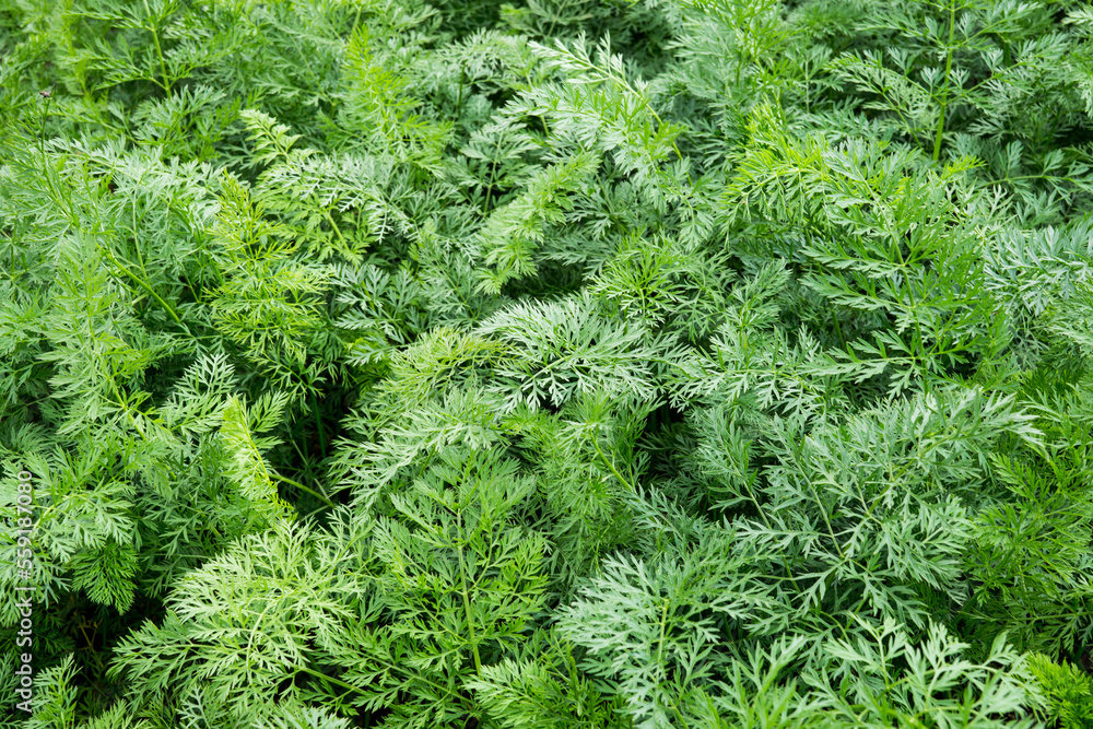 Potato bush in the garden field, close-up green leaf. Potato bush in the garden field, close-up green leaf.