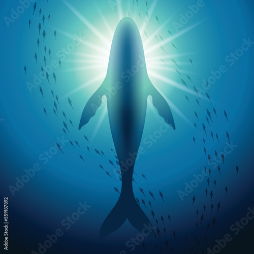 Silhouette a whale and school of fish from underneath view
