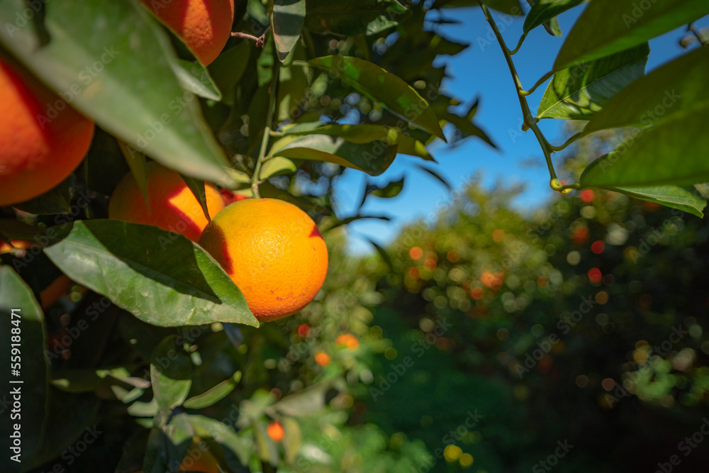 Orange plantation in Valencia Spain