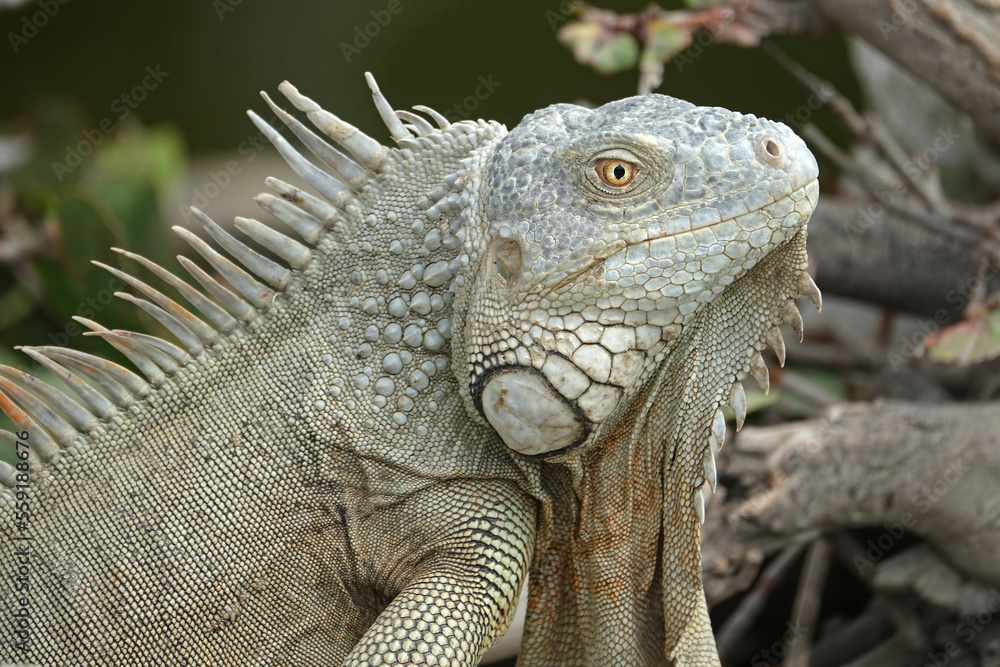 Obraz premium Scaly head of Caribbean green iguana
