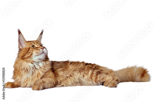 A big red maine coon cat sitting in studio on white background, isolated.