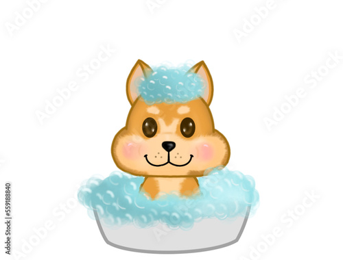 This silly dog's name is Pompam.