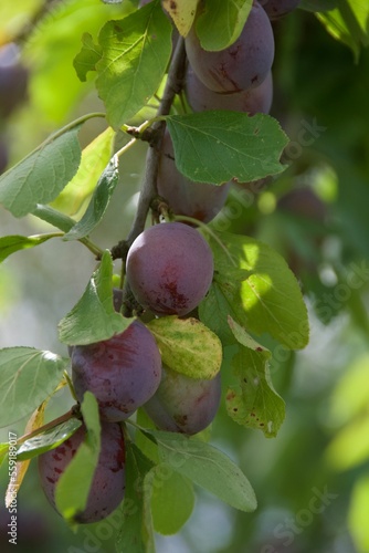 Plums growing in an orchard