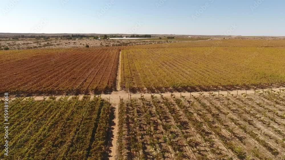 Aerial view of vineyards of a farm outside Upington, South Africa Aerial view of vineyards of a farm outside Upington, South Africa
