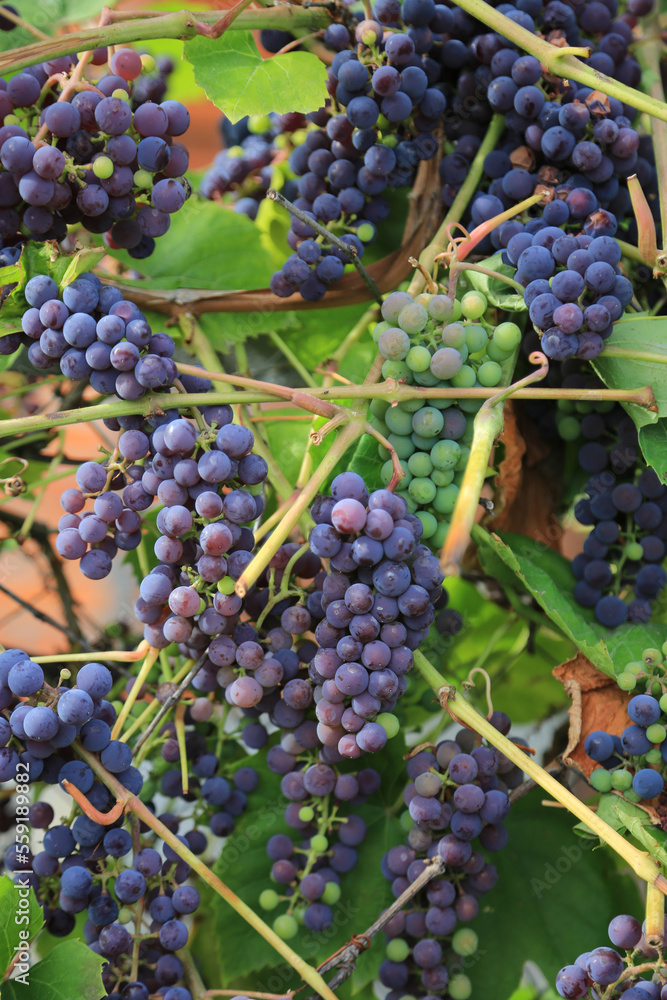 Ripening bunches of grapes