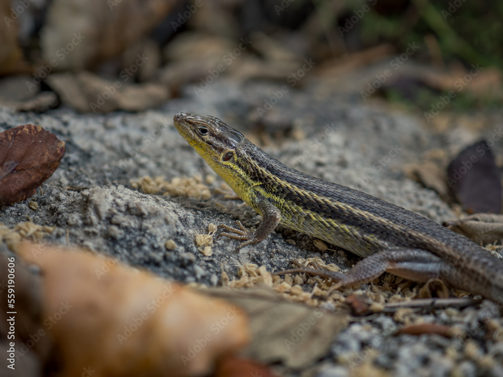 Macro shot of an Iberian lizard lying between rocks. Autumn day at sunset. Scaled lizard with yellow details in Moratalla, Murcia (Spain). Scale details. Macro shot of an Iberian lizard lying between rocks. Autumn day at sunset. Scaled lizard with yellow details in Moratalla, Murcia (Spain). Scale details.