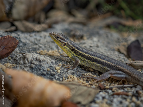 Macro shot of an Iberian lizard lying between rocks. Autumn day at sunset. Scaled lizard with yellow details in Moratalla, Murcia (Spain). Scale details.