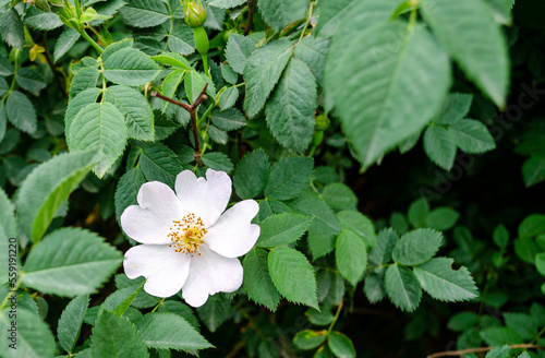 Blossoming white rosehip flower among green leaves