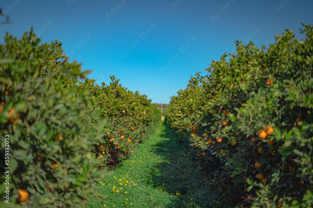 Orange plantation in Valencia Spain