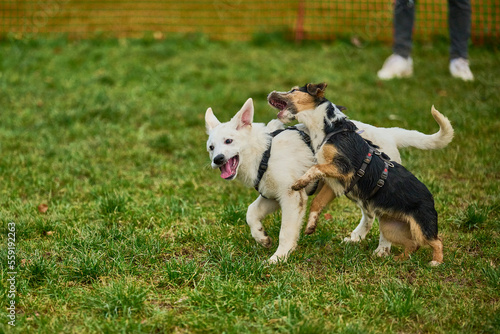 Hundeschule - Welpenschule