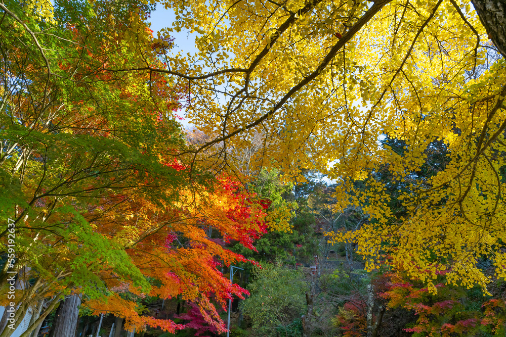 山梨県富士吉田市　新倉山浅間公園の紅葉