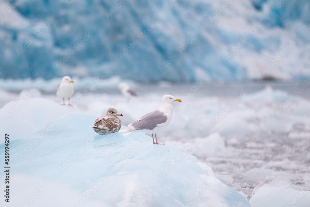 Kittiwakes resting on the floating glacial ice in the Arctic ocean