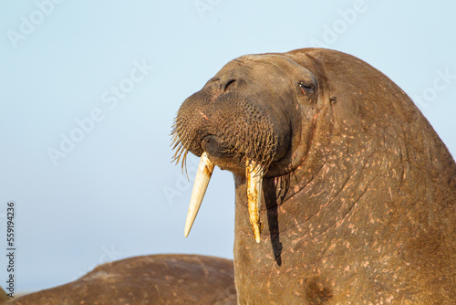 Large walrus lying on the beach at the waters edge in the Arctic sun