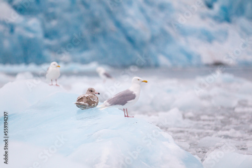 Obraz na płótnie Kittiwakes resting on the floating glacial ice in the Arctic ocean w salonie