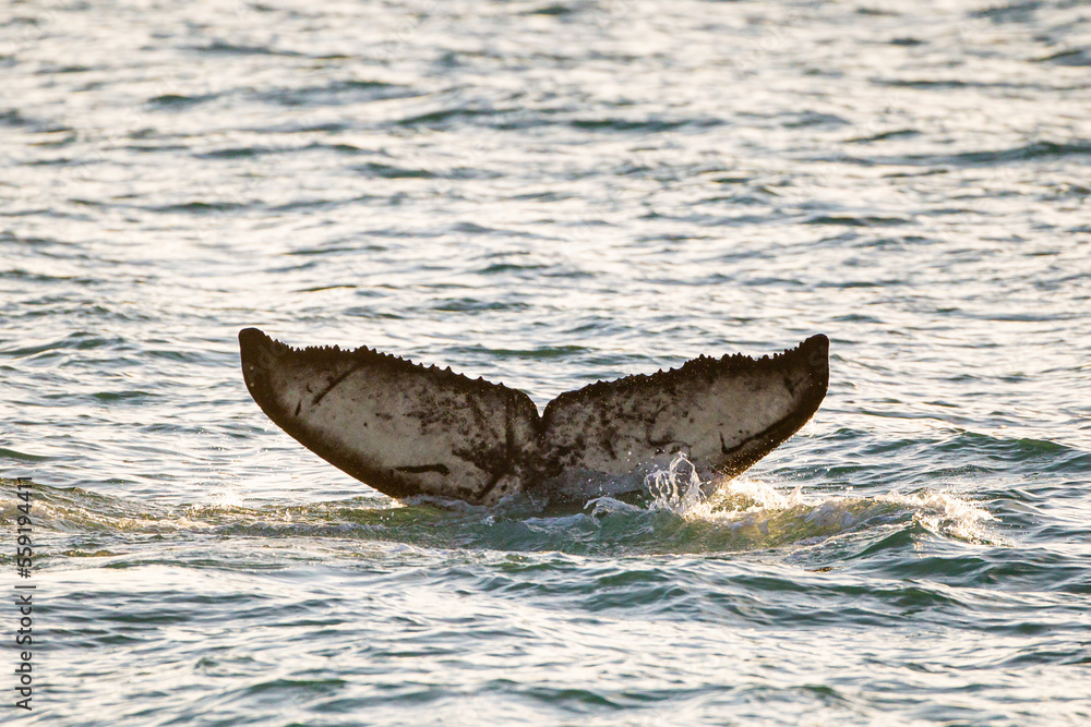 Fototapeta premium Humpback whale diving for prey amongst the kittiwakes in the Arctic ocean 