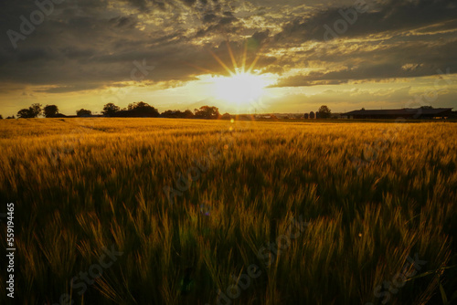 Sunset over a grain field in Bavaria.