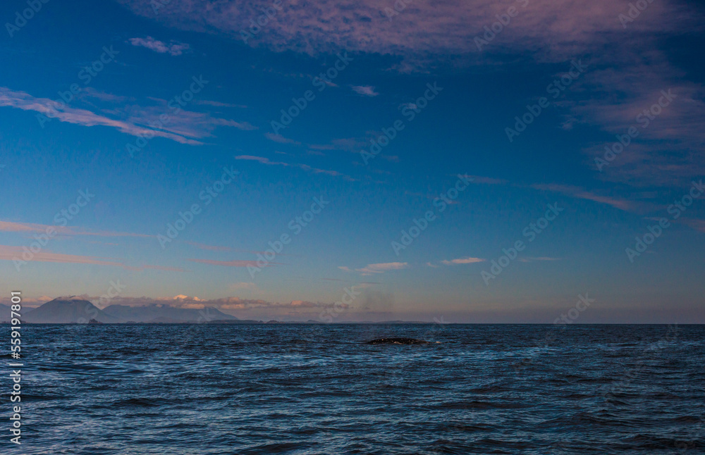 Obraz premium pacific ocean seascape in front of Tofino, Vancouver Island, Canada