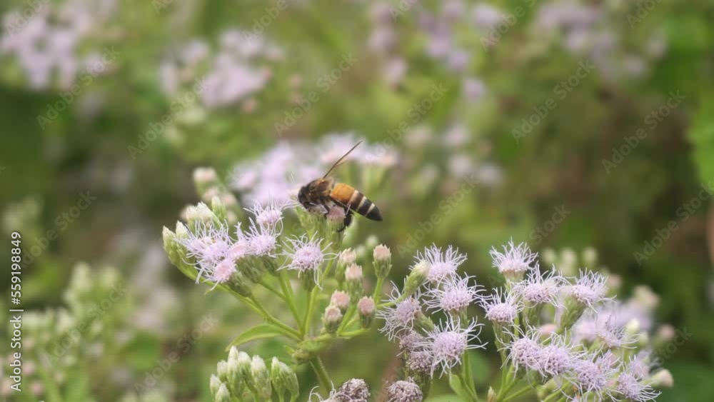 Bees are collecting honey from wild flowers. Bees are collecting honey from wild flowers.