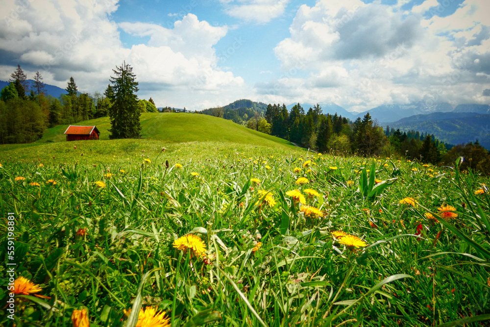 Flower meadow in the Bavarian Alps with the mountains in the background

