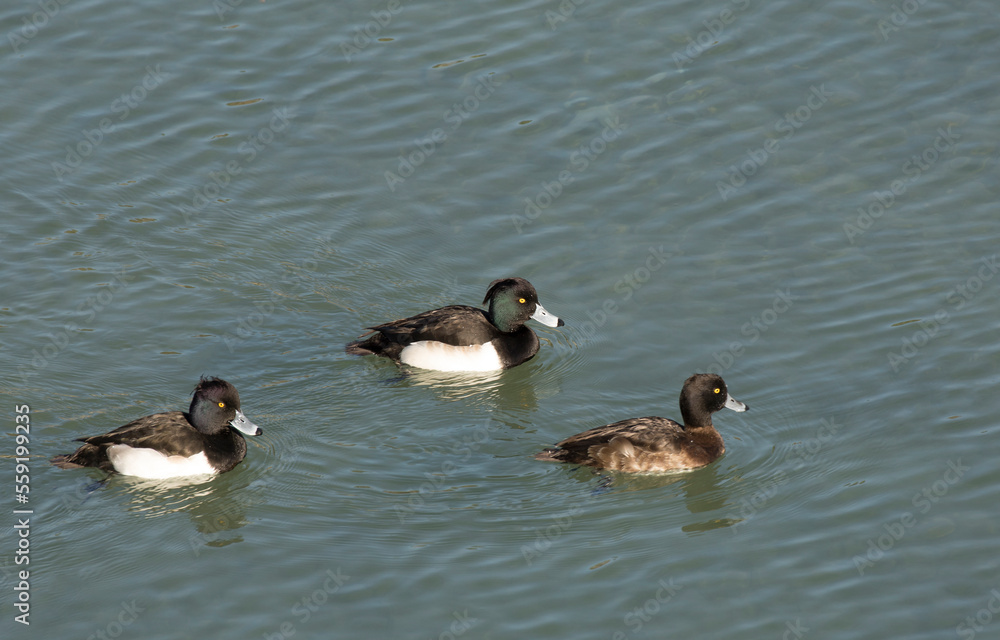 Obraz premium Two males and one female tufted ducks (Aythya fuligula) swimming at river