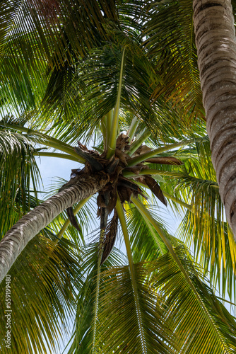 caribbean coconut palm tree paradise island © fernando