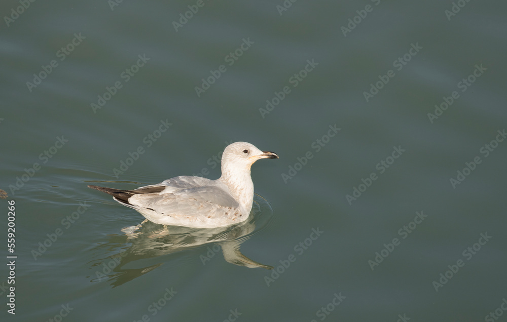 The Armenian gull (Larus armenicus) is a large gull found in the Caucasus and the Middle East. The Armenian gull (Larus armenicus) is a large gull found in the Caucasus and the Middle East.