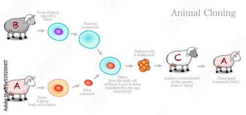 Animal cloning diagram. Genetically identical copy. Somatic cell nuclear transfer. Clone dolly sheep steps. Electricity, embryo,  carrier foster mother. Biotechnology example. Vector photo