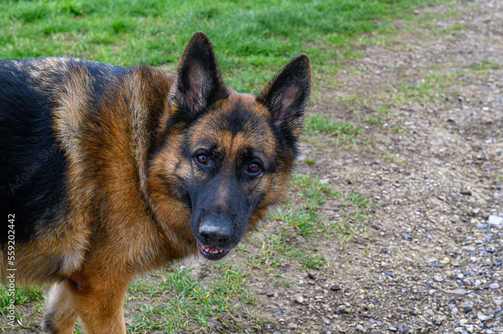 close-up of the face of a German shepherd dog that appears on the left of the photo and with its head turned to the right, facing the camera, looks with pricked ears, attentive, expectant at its owner close-up of the face of a German shepherd dog that appears on the left of the photo and with its head turned to the right, facing the camera, looks with pricked ears, attentive, expectant at its owner