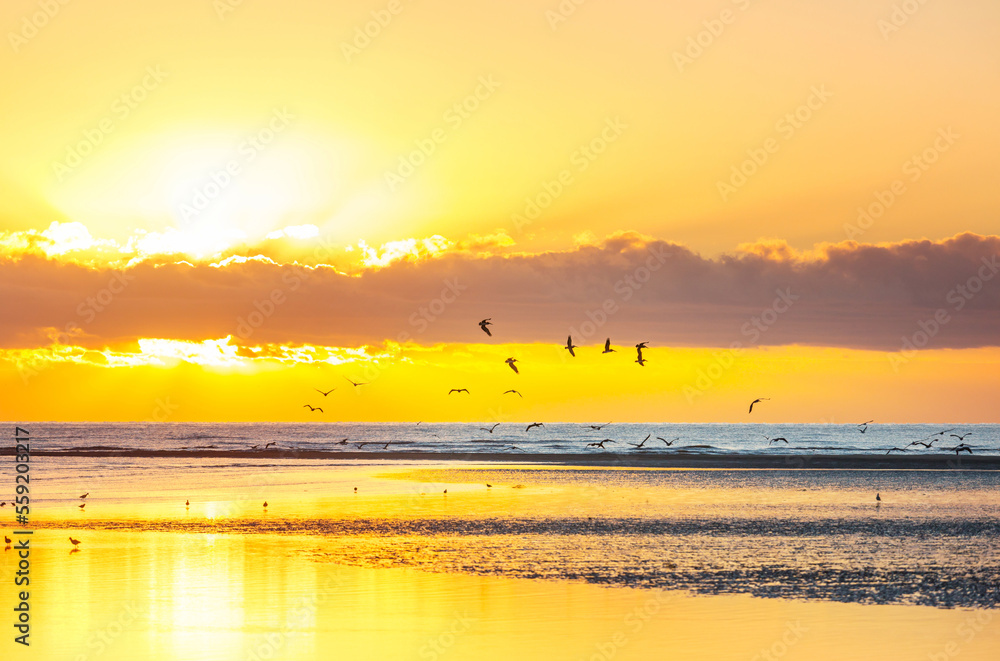 Naklejka premium Birds on beach