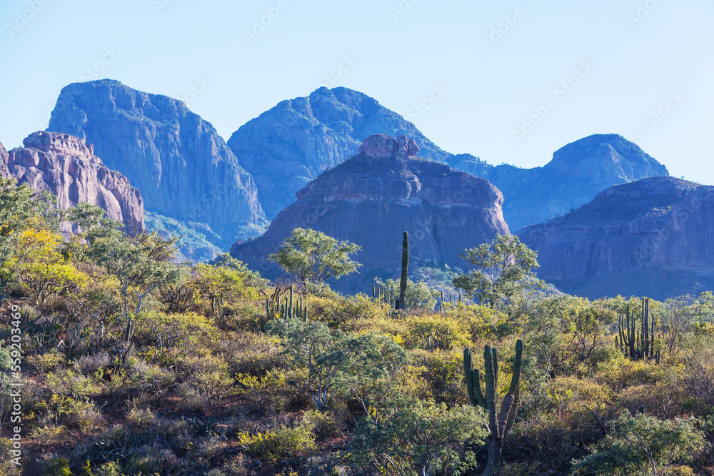 Fototapeta premium Cactus in Mexico