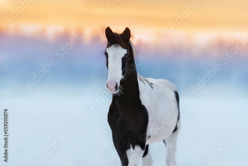 Photography Dutch warmblood horse in winter