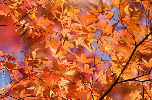 Deep scarlet foliage of red maple