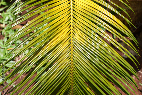 Palm leaf texture with colored parallel and symmetrical lines of green and yellow.